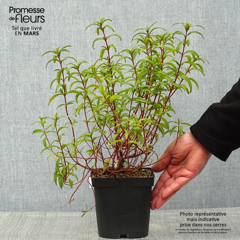 Esimerkki keväällä toimitetusta Kistus Decumbens Ruukku 2L / 3L-taimesta