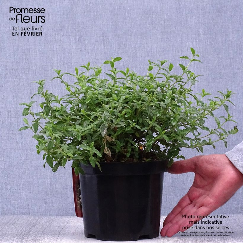 Esimerkki syksyllä toimitetusta Kistus - Cistus x obtusifolius 2 litran/3 litran ruukku-taimesta