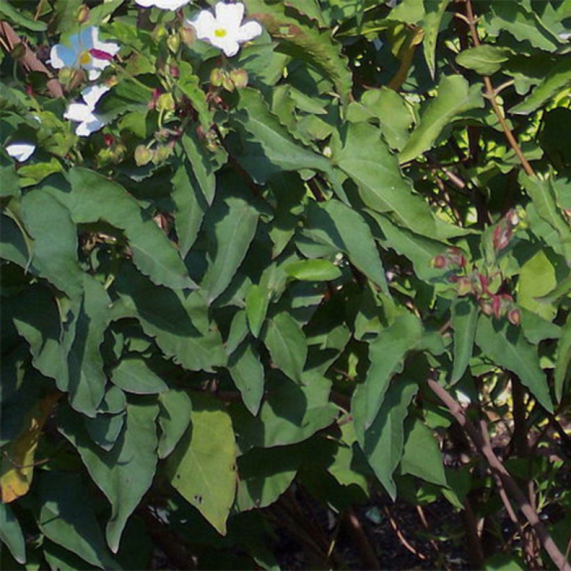Kistus - Cistus populifolius (Lehvistö)