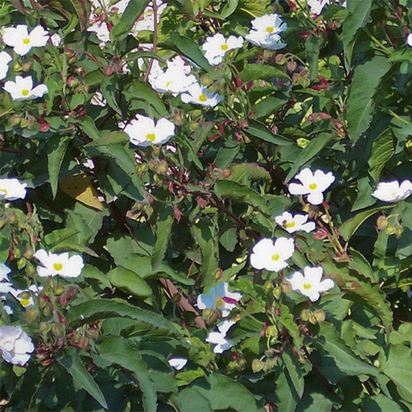 Kistus - Cistus populifolius (Kukinta)