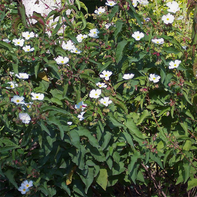 Kistus - Cistus populifolius (Kasvutapa)