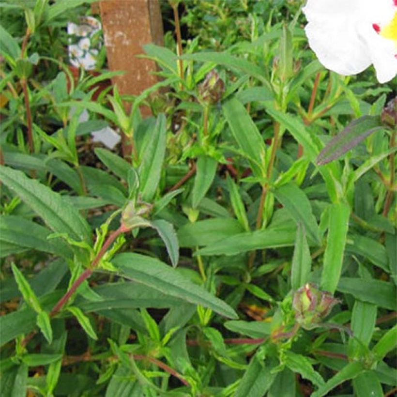 Kistus - Cistus ladanifer x loretii (Lehvistö)