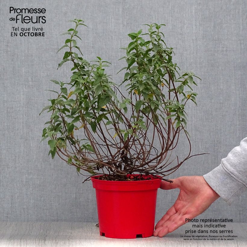 Esimerkki syksyllä toimitetusta Kistus - Cistus x corbariensis 2 litran/3 litran ruukku-taimesta