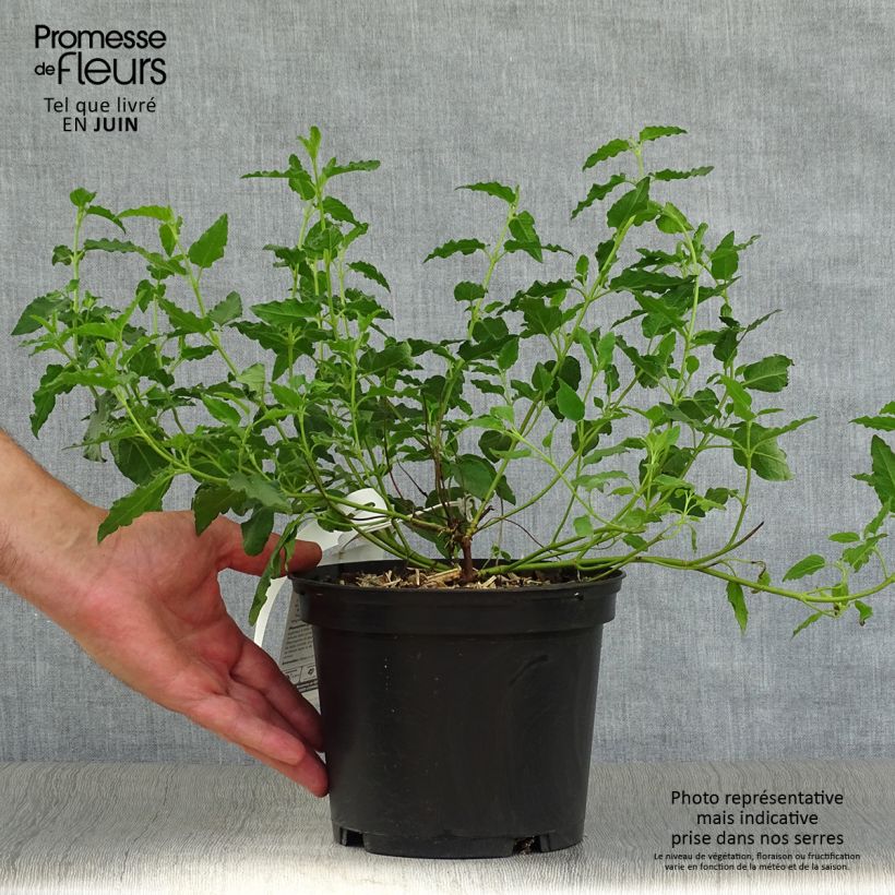 Esimerkki kesällä toimitetusta Kistus - Cistus x corbariensis Ruukku 2L / 3L-taimesta