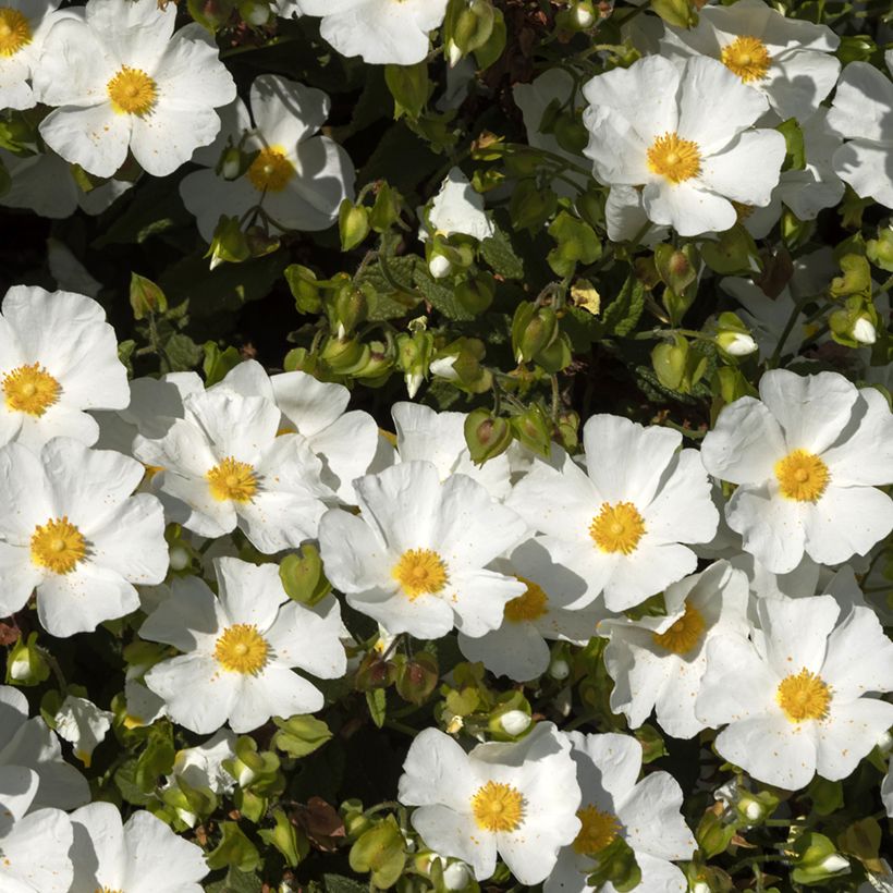 Kistus - Cistus x corbariensis (Kukinta)