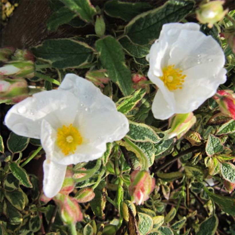Kistus Rospico (Kukinta)