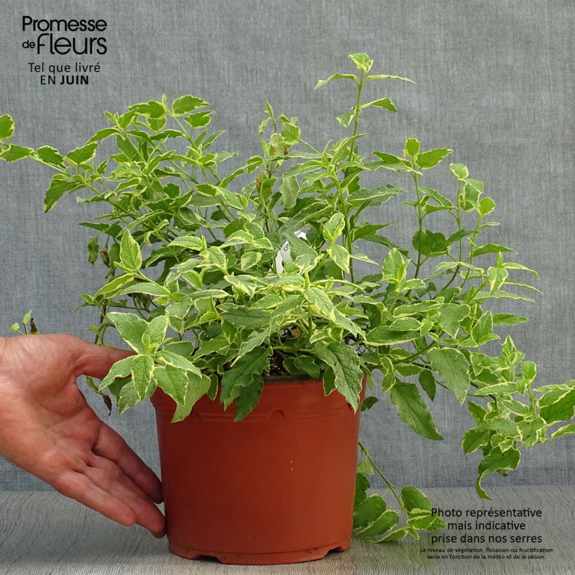 Esimerkki kesällä toimitetusta Kistus Rospico Pot de 2L/3L-taimesta