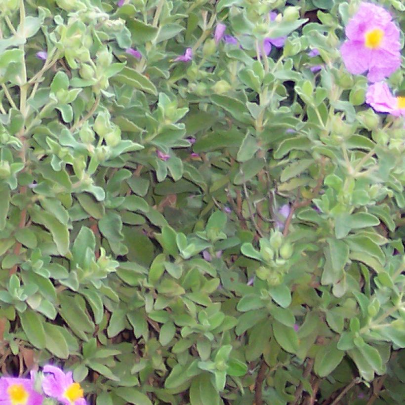 Kreetankistus - Cistus creticus (Lehvistö)
