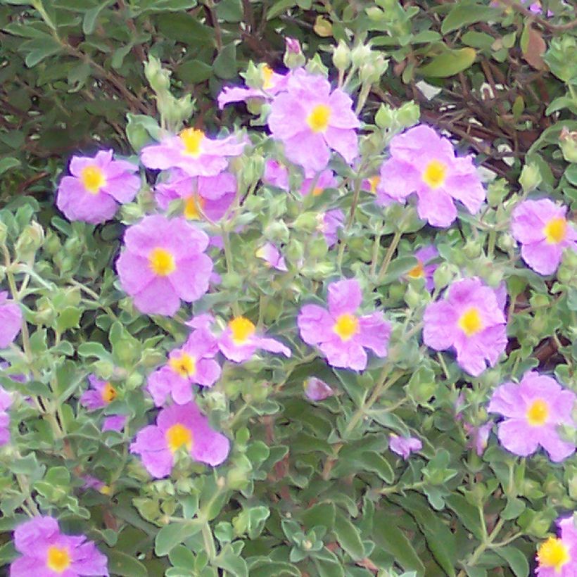 Kreetankistus - Cistus creticus (Kukinta)