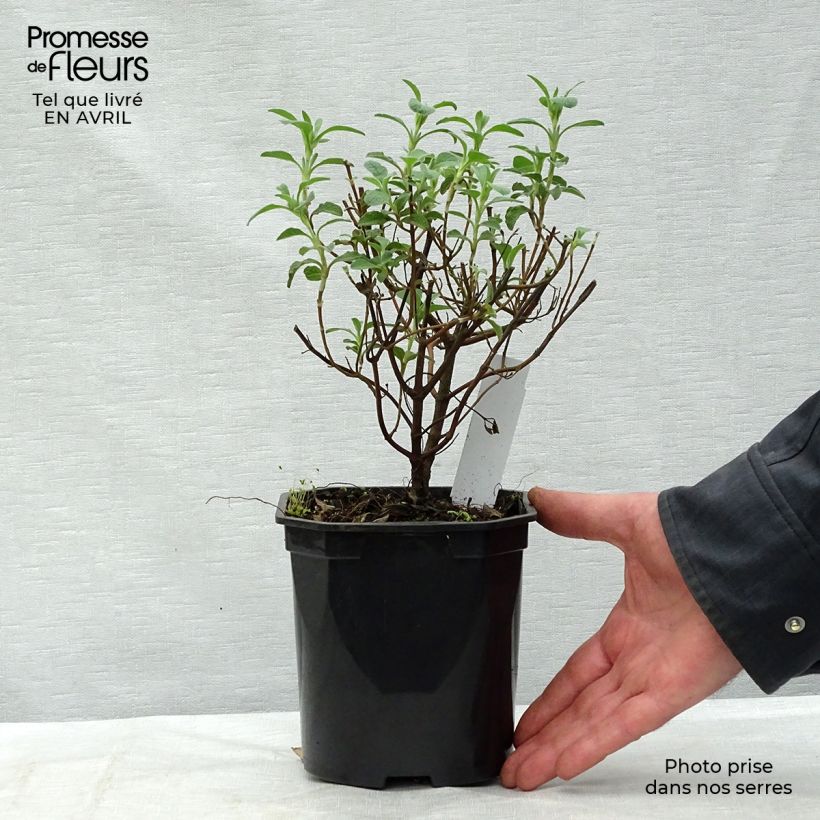 Esimerkki keväällä toimitetusta Kreetankistus - Cistus creticus Pot de 3L/4L-taimesta
