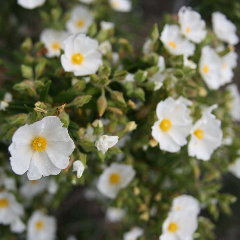 Kaitakistus - Cistus monspeliensis (Kukinta)