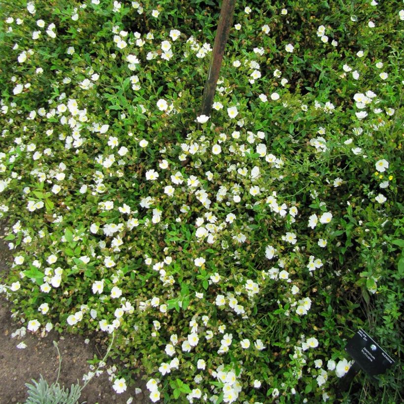 Kistus - Cistus x obtusifolius (Kasvutapa)