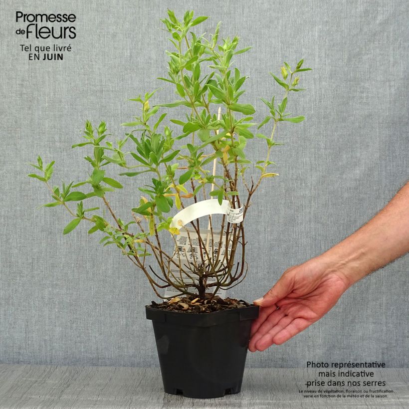 Esimerkki kesällä toimitetusta Kistus Sunset Pot de 2L/3L-taimesta