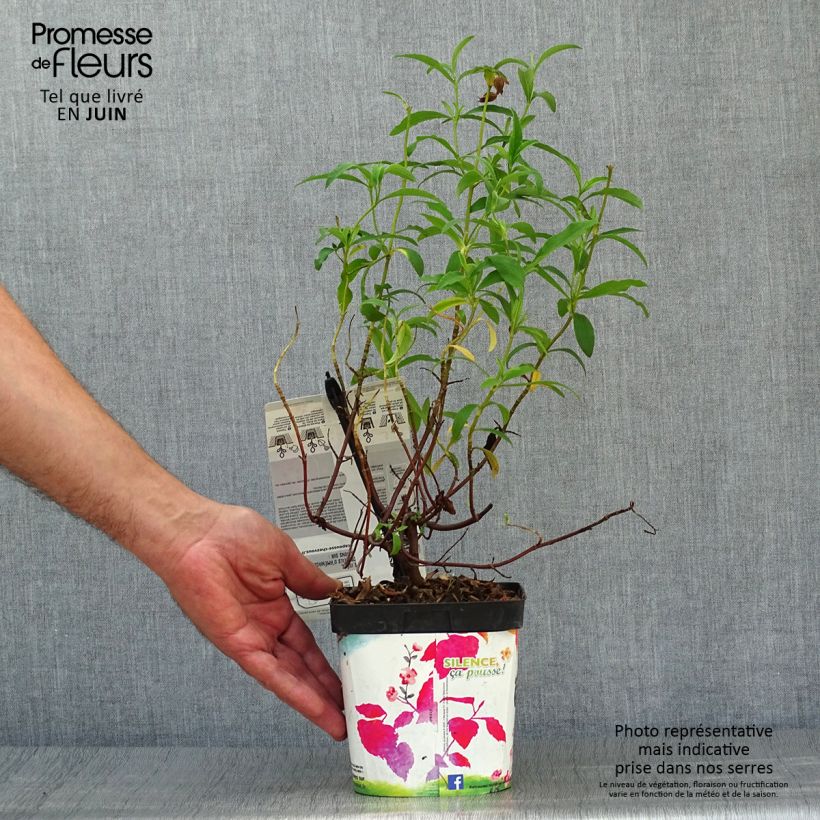 Esimerkki kesällä toimitetusta Kistus - Cistus x purpureus Pot de 2L/3L-taimesta