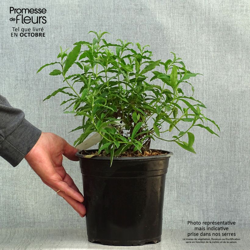 Esimerkki syksyllä toimitetusta Kistus - Cistus x purpureus 4 litran/5 litran ruukku-taimesta