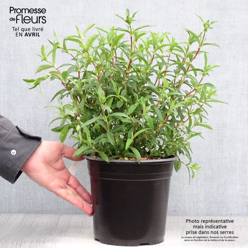 Esimerkki keväällä toimitetusta Kistus - Cistus x purpureus Pot de 4L/5L-taimesta
