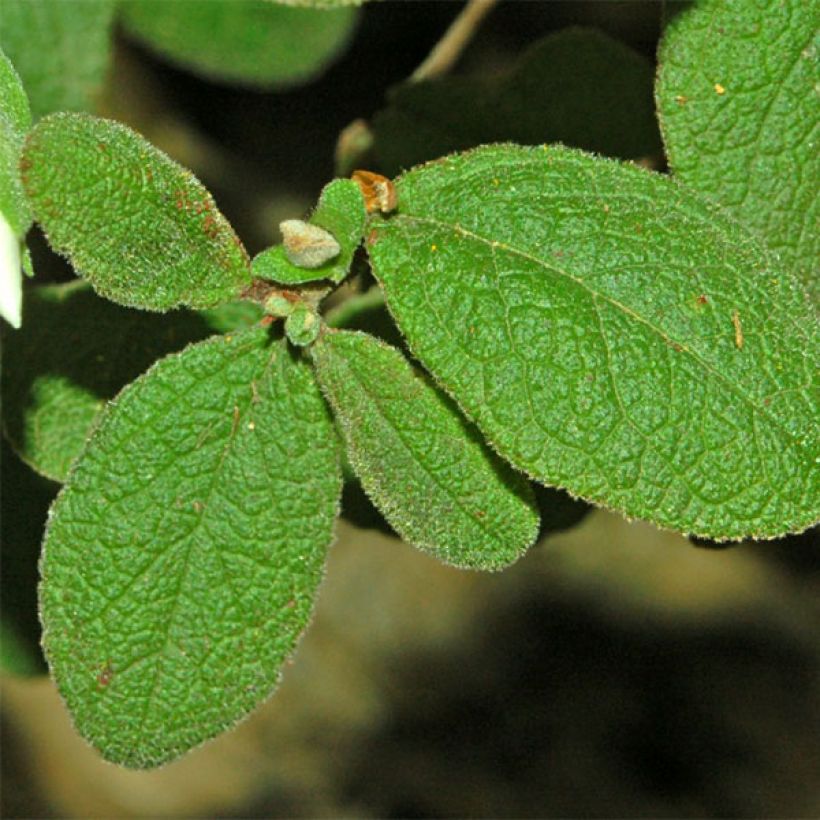 Kistus - Cistus salviifolius (Lehvistö)