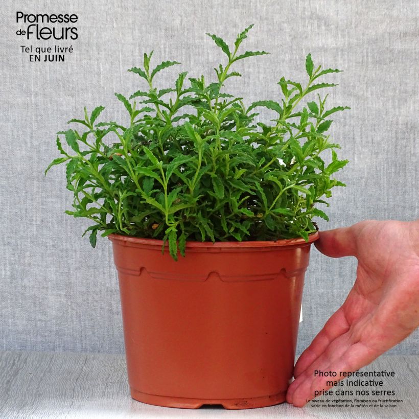 Esimerkki kesällä toimitetusta Kistus - Cistus salviifolius Ruukku 2L / 3L-taimesta