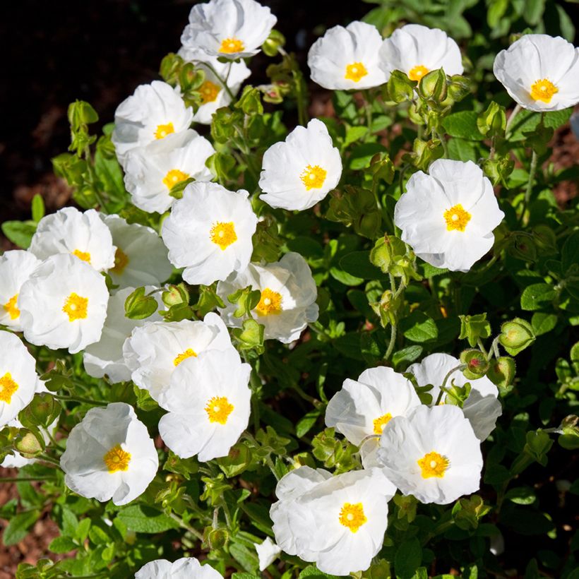 Kistus - Cistus salviifolius (Kasvutapa)