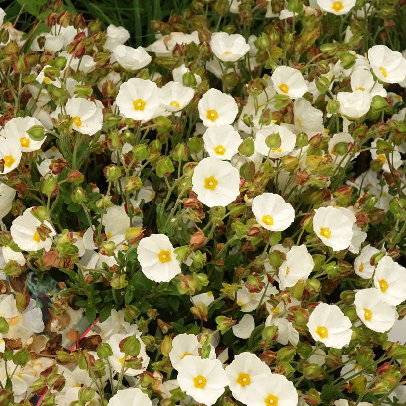 Kistus - Cistus salviifolius (Kukinta)