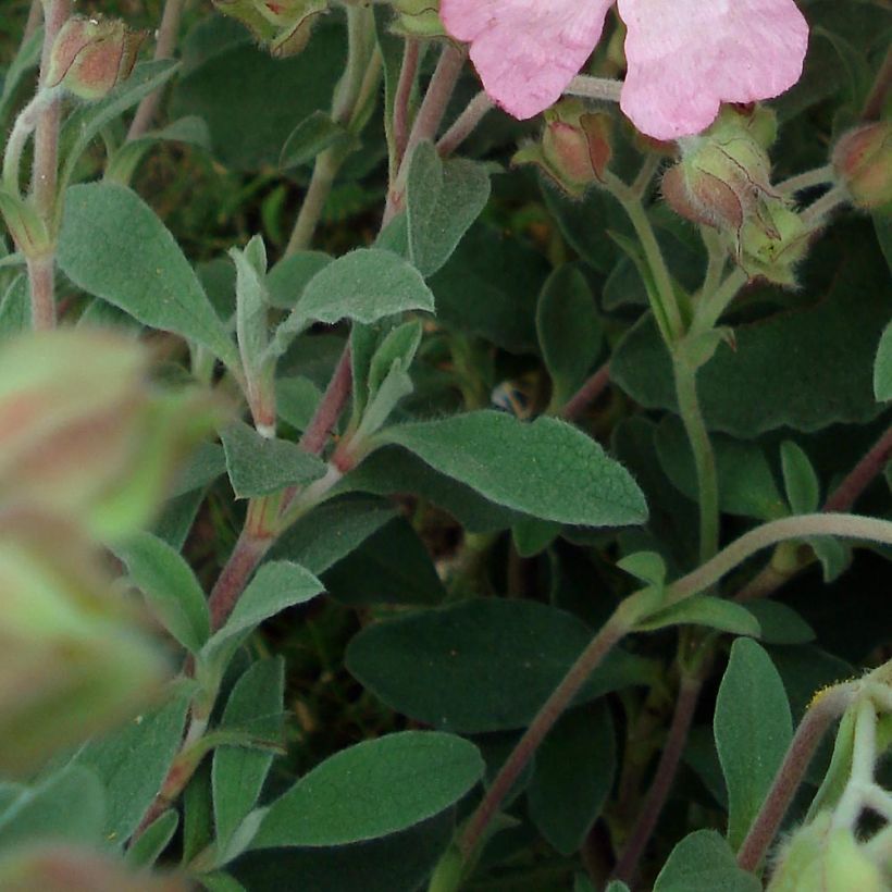 Kistus Silver Pink (Lehvistö)