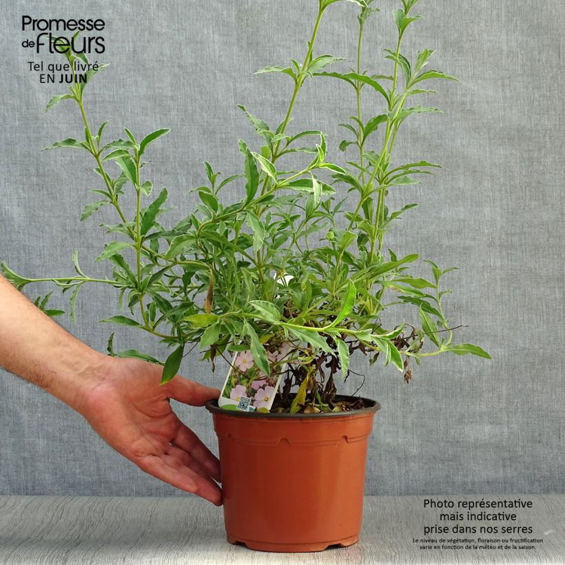 Esimerkki kesällä toimitetusta Kistus - Cistus x skanbergii Pot de 2L/3L-taimesta