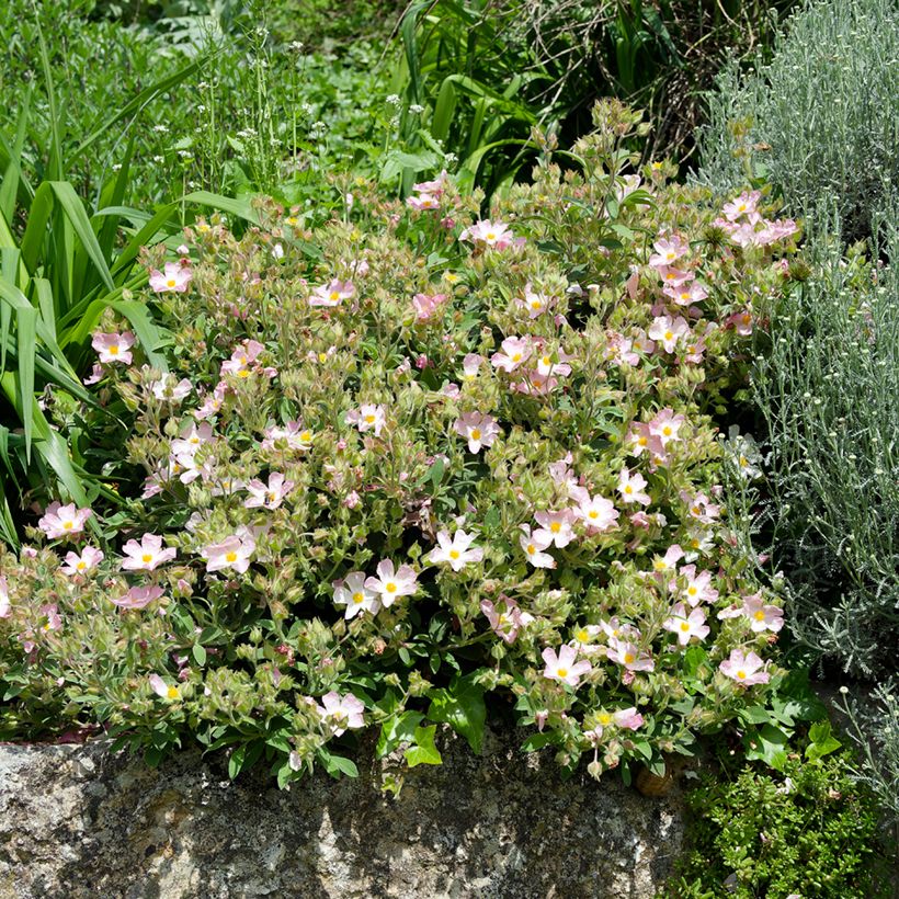 Kistus Grayswood Pink (Kasvutapa)