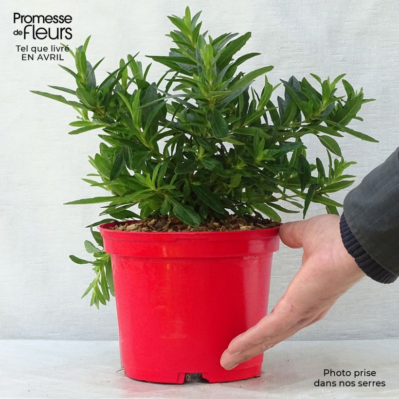Esimerkki keväällä toimitetusta Kistus - Cistus ladanifer x loretii Pot de 2L/3L-taimesta