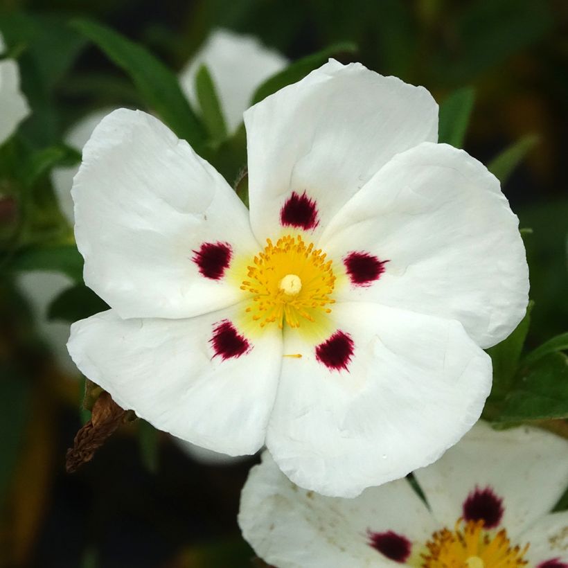 Kistus - Cistus ladanifer x loretii (Kukinta)