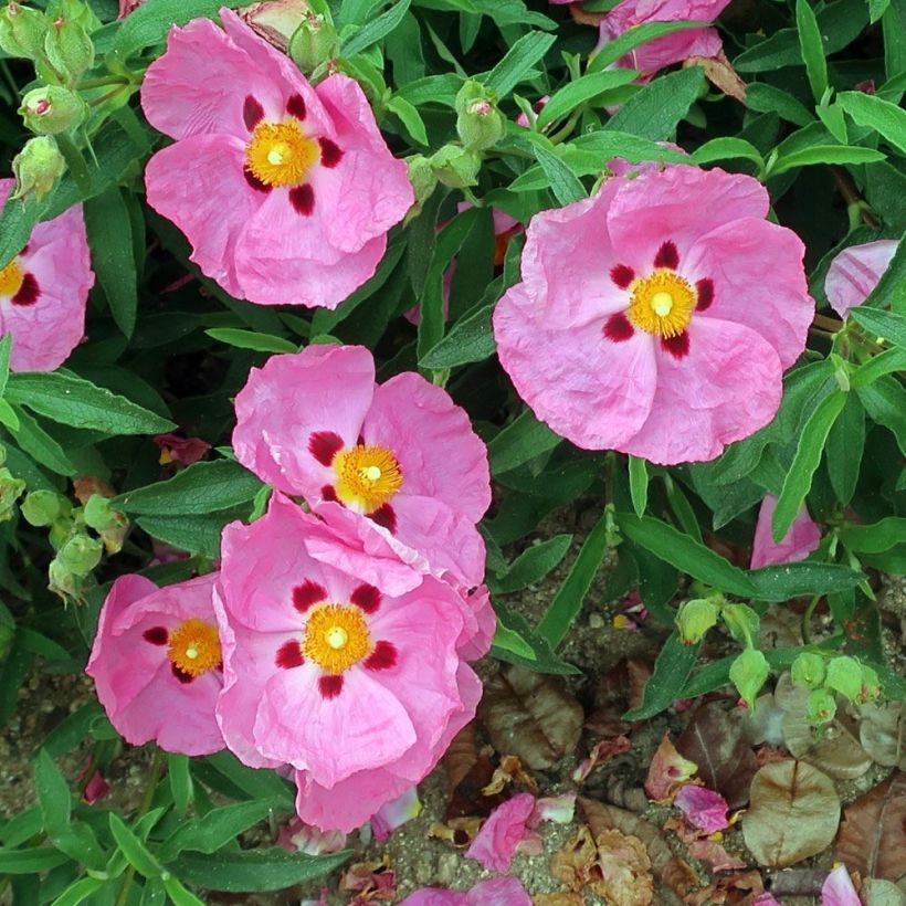 Kistus Betty Taudevin (Kukinta)