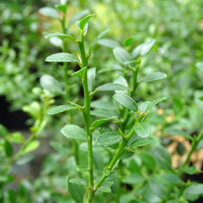 Sormilimetti - Microcitrus australasica (Lehvistö)