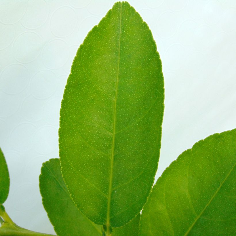Limetti - Citrus x aurantiifolia (Lehvistö)