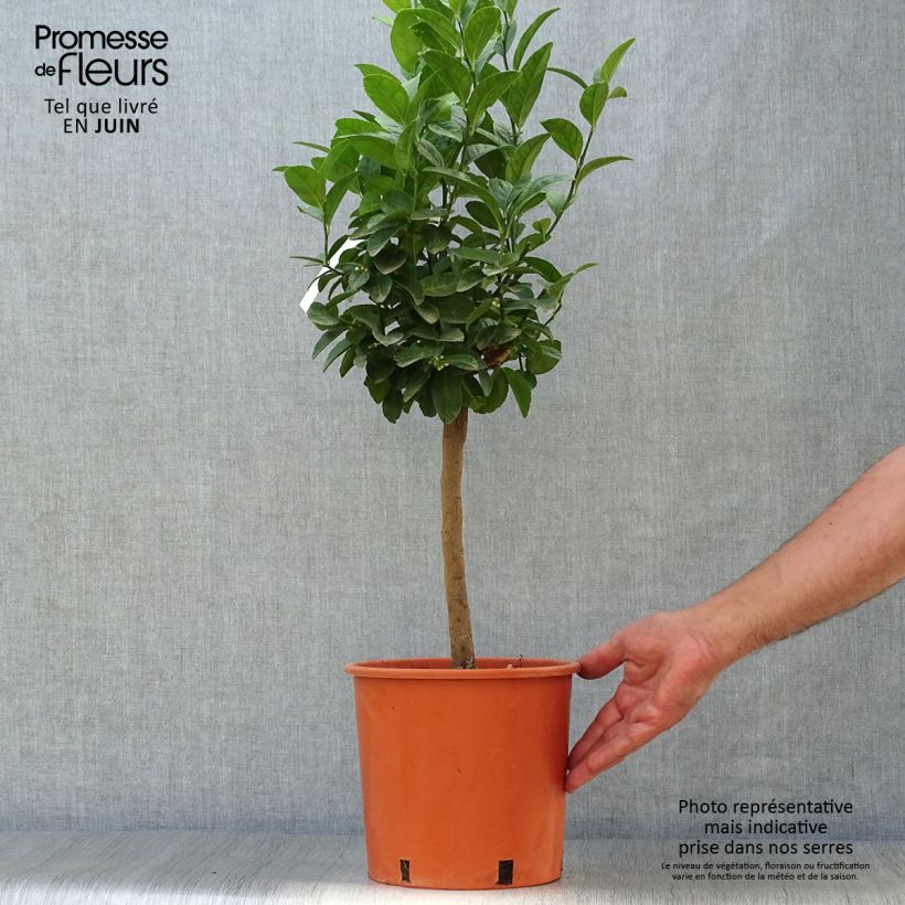 Esimerkki kesällä toimitetusta Limetti - Citrus x aurantiifolia 4 litran/5 litran ruukku, 1/4 runko-taimesta