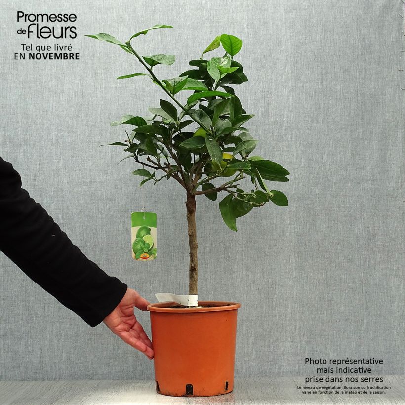 Esimerkki syksyllä toimitetusta Limetti - Citrus x aurantiifolia 4 litran/5 litran ruukku, 1/4 runko-taimesta