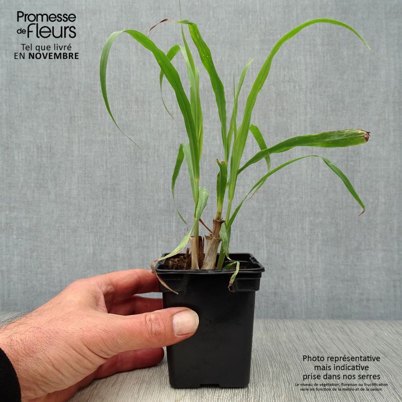 Esimerkki syksyllä toimitetusta Intiansitrusheinä taimena - Cymbopogon citratus 7/8 cm taimiruukku-taimesta