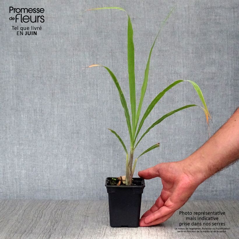 Esimerkki kesällä toimitetusta Intiansitrusheinä taimena - Cymbopogon citratus 7/8 cm taimiruukku-taimesta