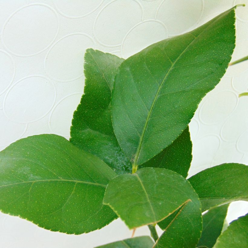 Sitruuna Eureka (Lehvistö)