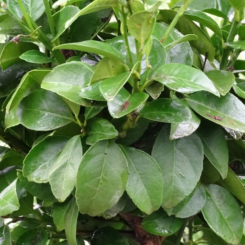 Limetta Pursha (Lehvistö)