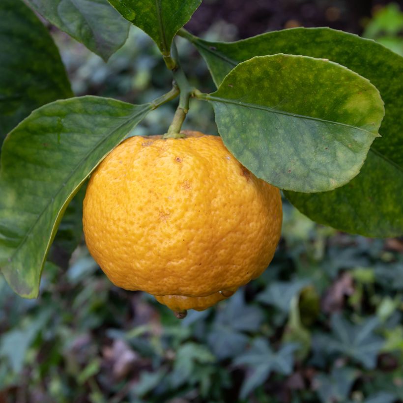 Limetta Pursha (Kukinta)