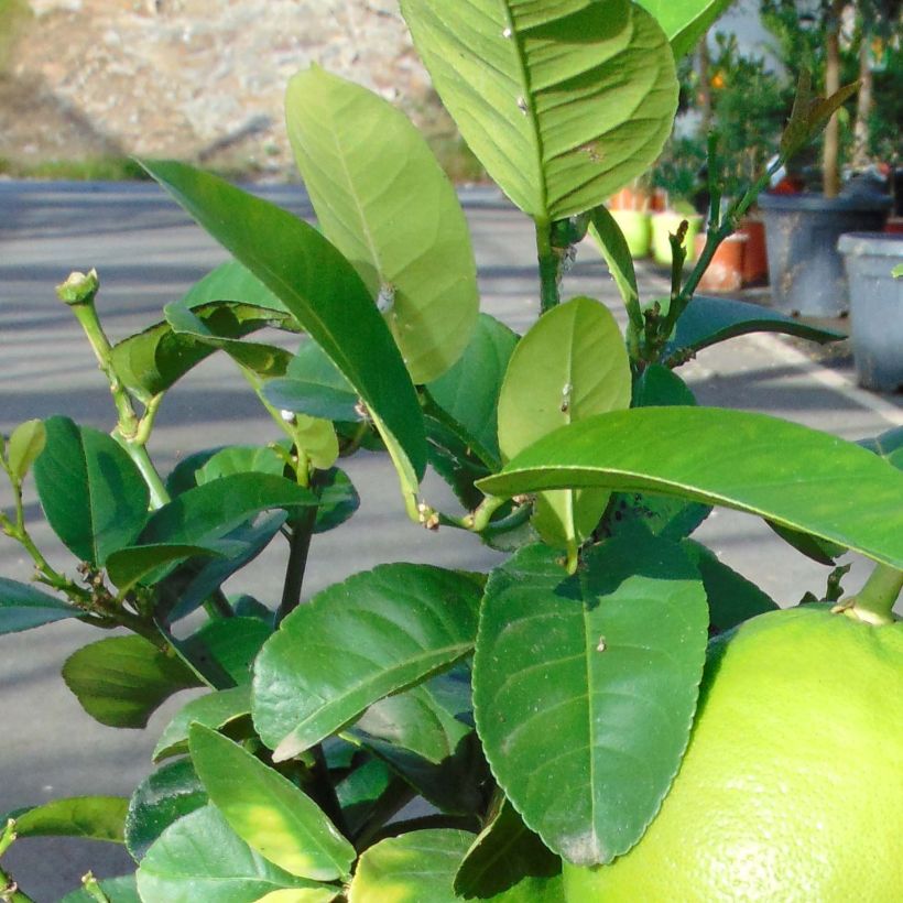 Greippi - Citrus x paradisi (Lehvistö)