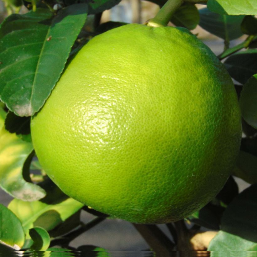 Greippi - Citrus x paradisi (Sadonkorjuu)