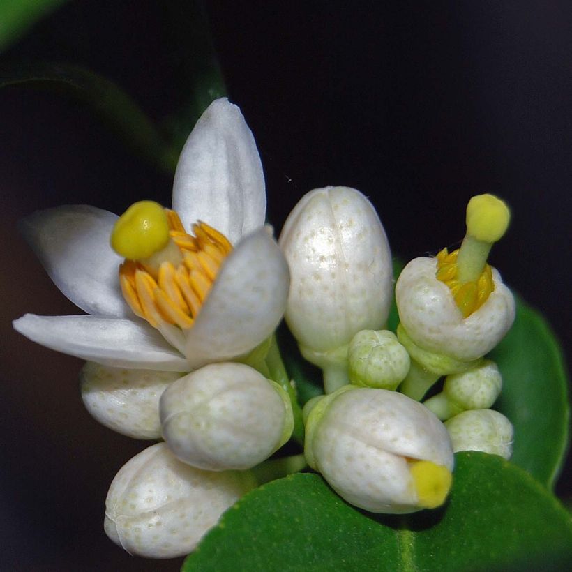 Limetti - Citrus x aurantiifolia (Kukinta)