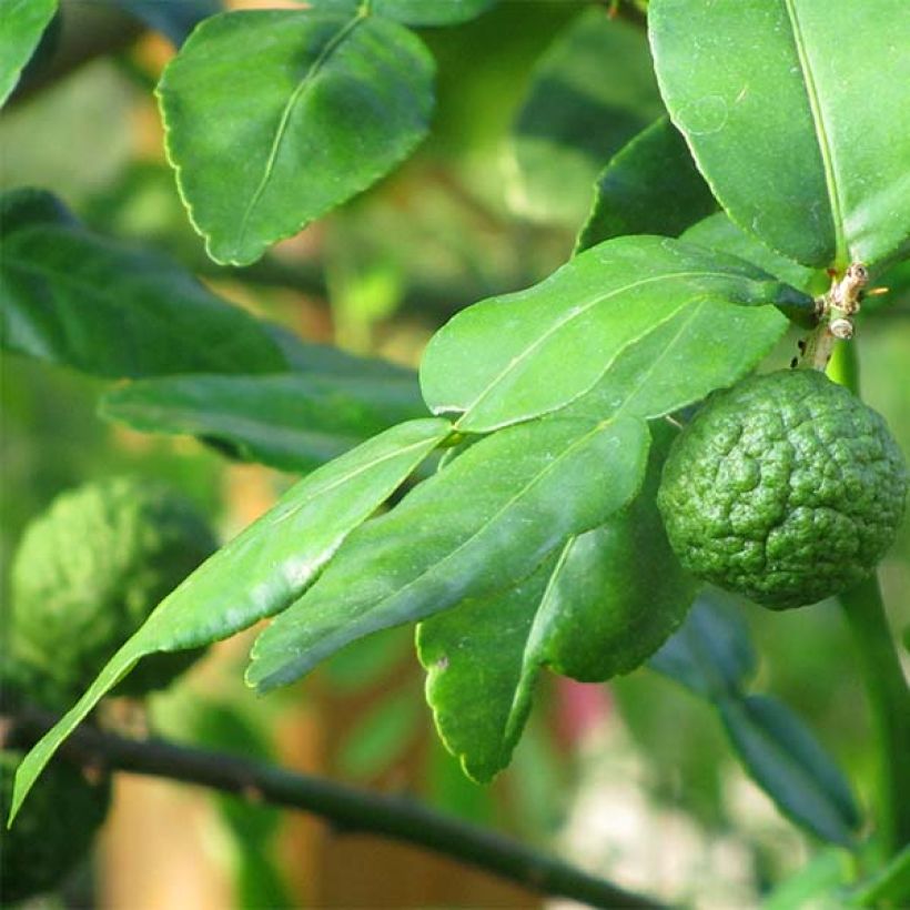 Kaffirlimetti - Citrus hystrix (Lehvistö)