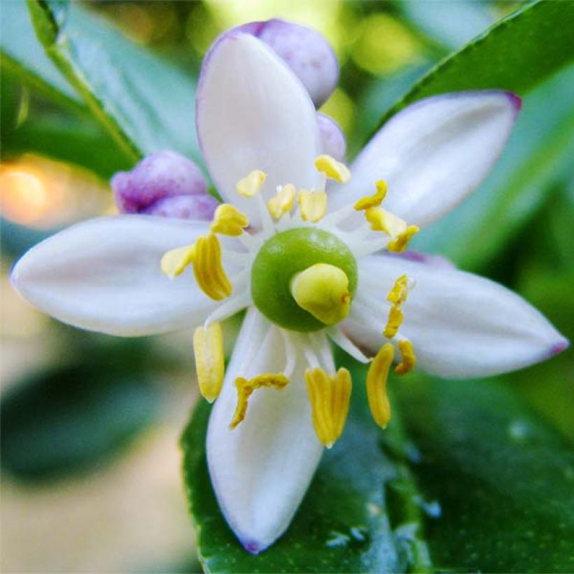 Kaffirlimetti - Citrus hystrix (Kukinta)