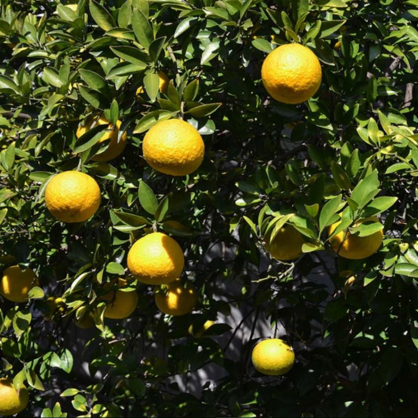 Ichang-papeda - Citrus ichangensis (Sadonkorjuu)