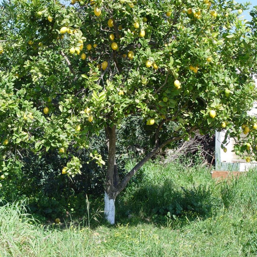 Sitruuna Eureka (Kasvutapa)