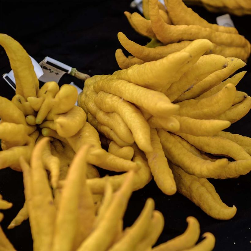 Sormisukaattisitruuna - Citrus medica var. sarcodactylis (Sadonkorjuu)