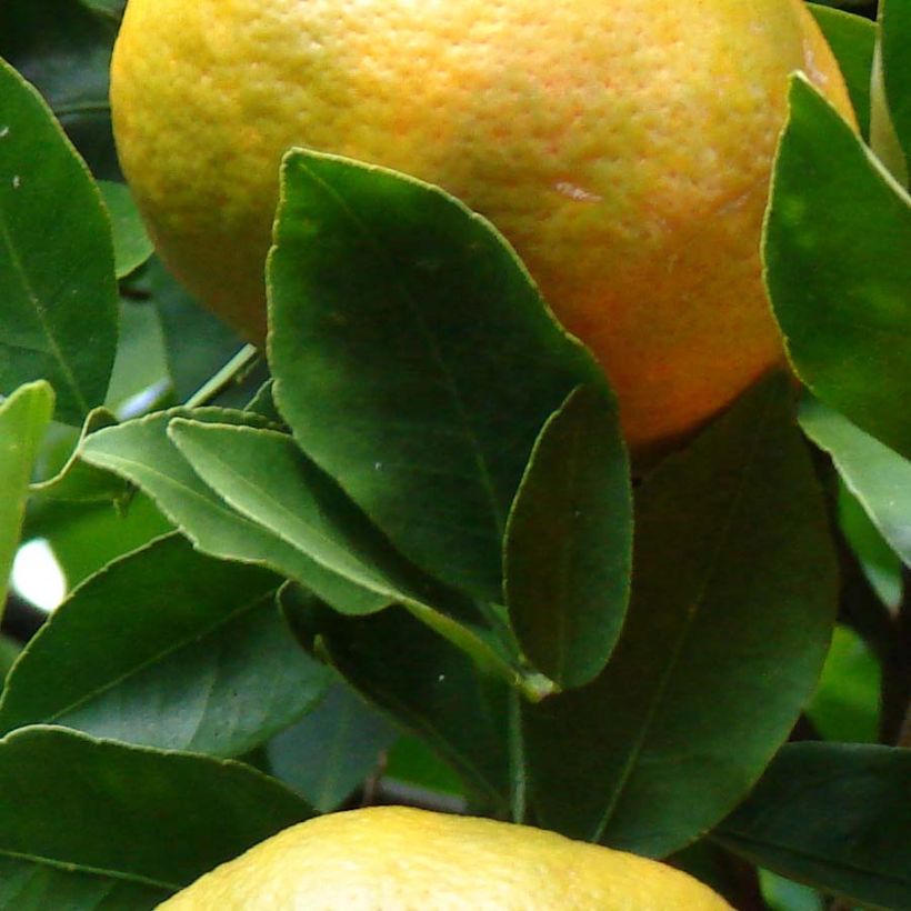 Mandariini Keraji (Lehvistö)