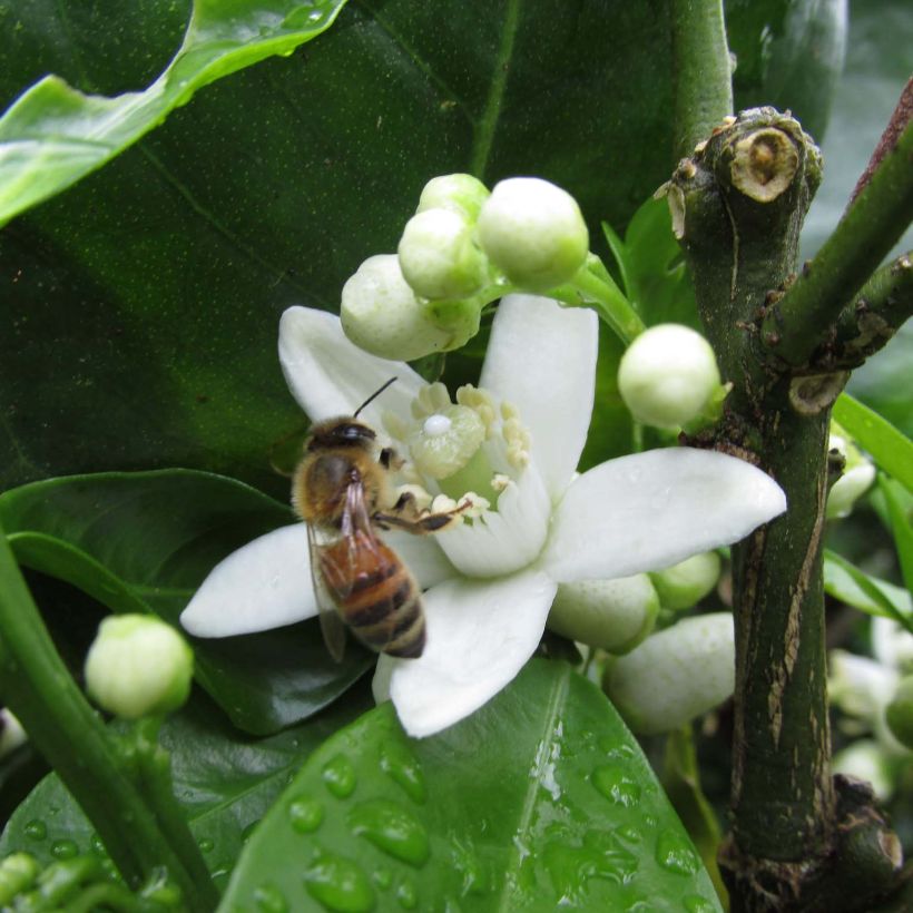 Appelsiini Washington Navel (Kukinta)