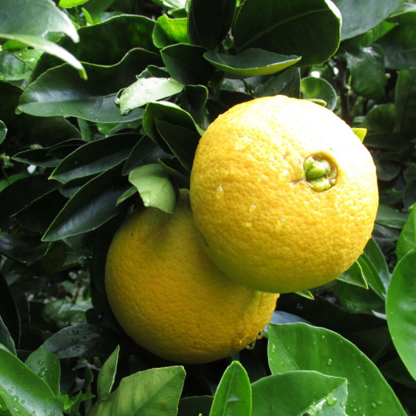 Appelsiini Washington Navel (Sadonkorjuu)